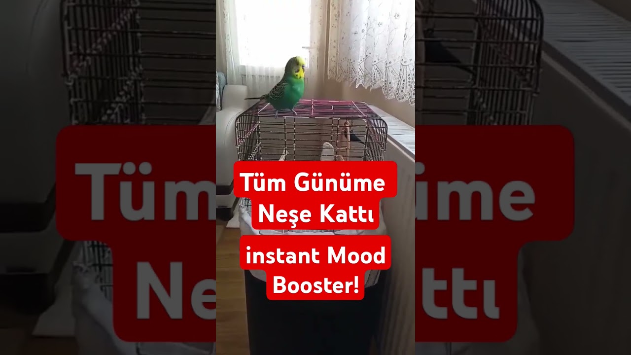 Kendi Sahnesi, Kendi Konseri 😂 #muhabbetkuşu #muhabbetkuslari #birds #parrot #birdsong #talkingparot
