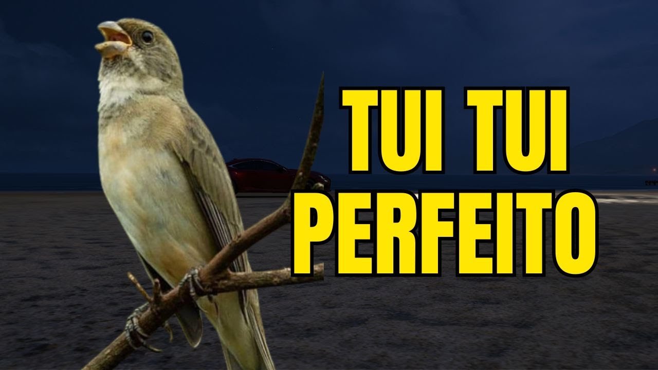 CANTO DO COLEIRO TUI TUI PERFEITO PARA ESQUENTAR COLEIRO E ENSINAR COLEIRO E PAPA CAPIM PARDO