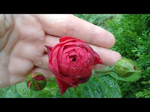 Галерея Genevieve Orsi (JACacien) Энциклопедия роз