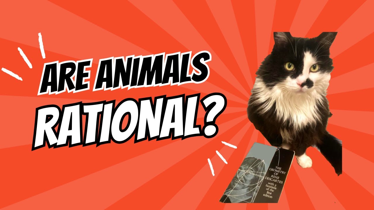 Are Animals Rational and Moral Beings? - YouTube