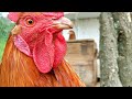 1st Day in a New Coop - Relaxing chicken coop moments ASMR