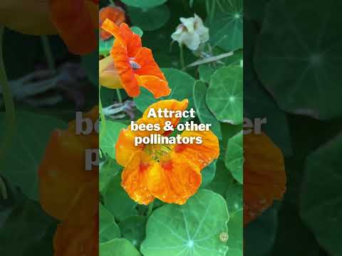 Video: Nasturtium: thuis kweken, verzorgen en voortplanten