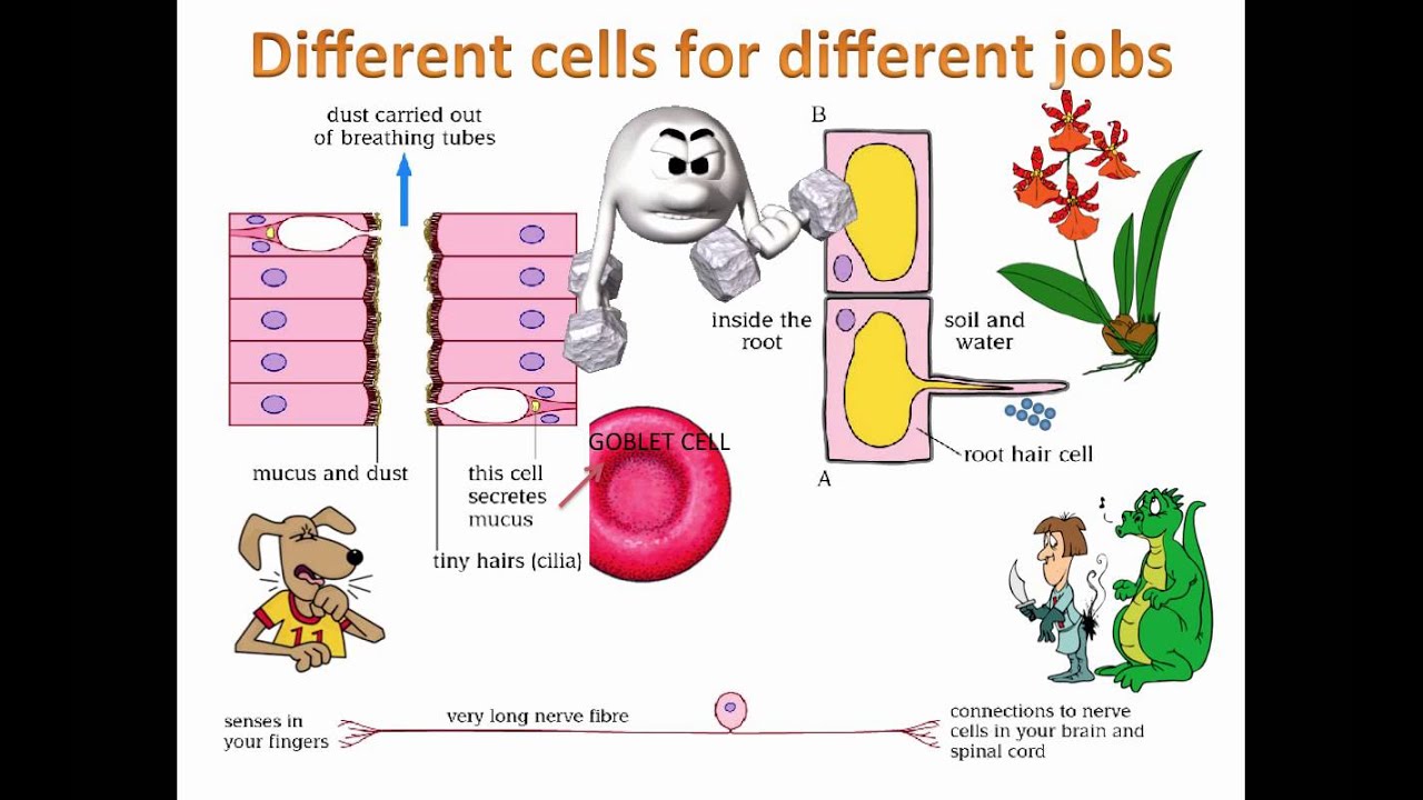 two different jobs Selecting an appropriate job analysis method depends on many factors like - structure of the organization, hierarchical levels, nature of job and responsibilities and. two different jobs Selecting an appropriate job analysis method depends on many factors like - structure of the organization, hierarchical levels, nature of job and responsibilities and.