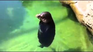 Silly, spinning Hawaiian Monk Seal