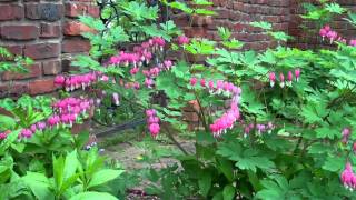 Late Spring Flowers | King's Garden Blooms | What's Blooming Now