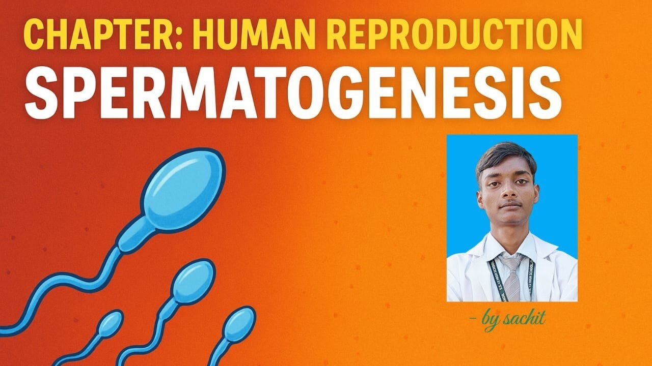 Spermatogenesis || how sperm cells are produced || ( human reproduction) 