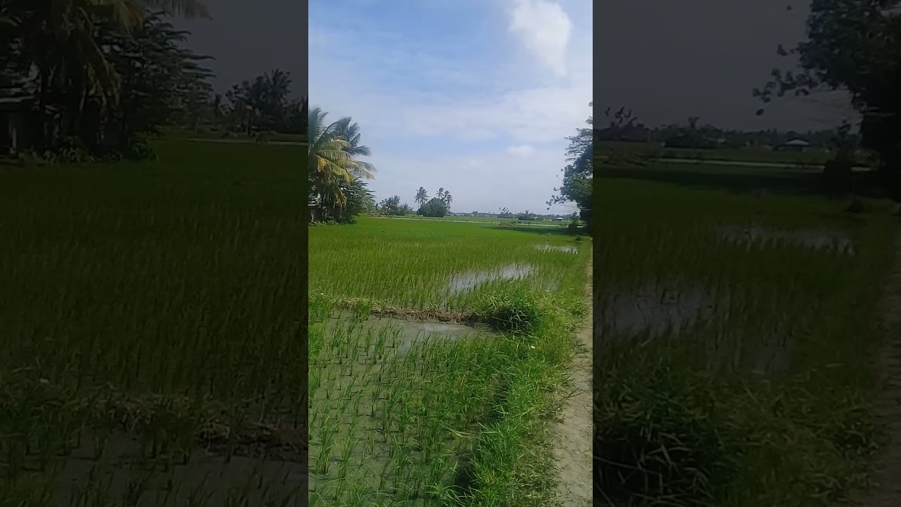 rice field pook kalibo aklan - YouTube