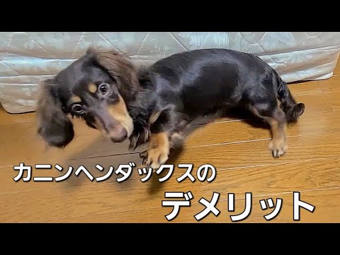 一番小さいダックスフンド、カニンヘンダックスを飼ってデメリットと思ったこと5選※我が家の場合