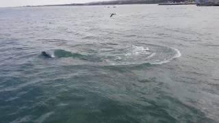 Дельфины возле берега загоняют рыбу!