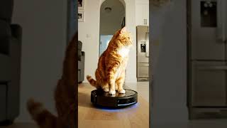 Cat Rides Robot Vacuum Like a King