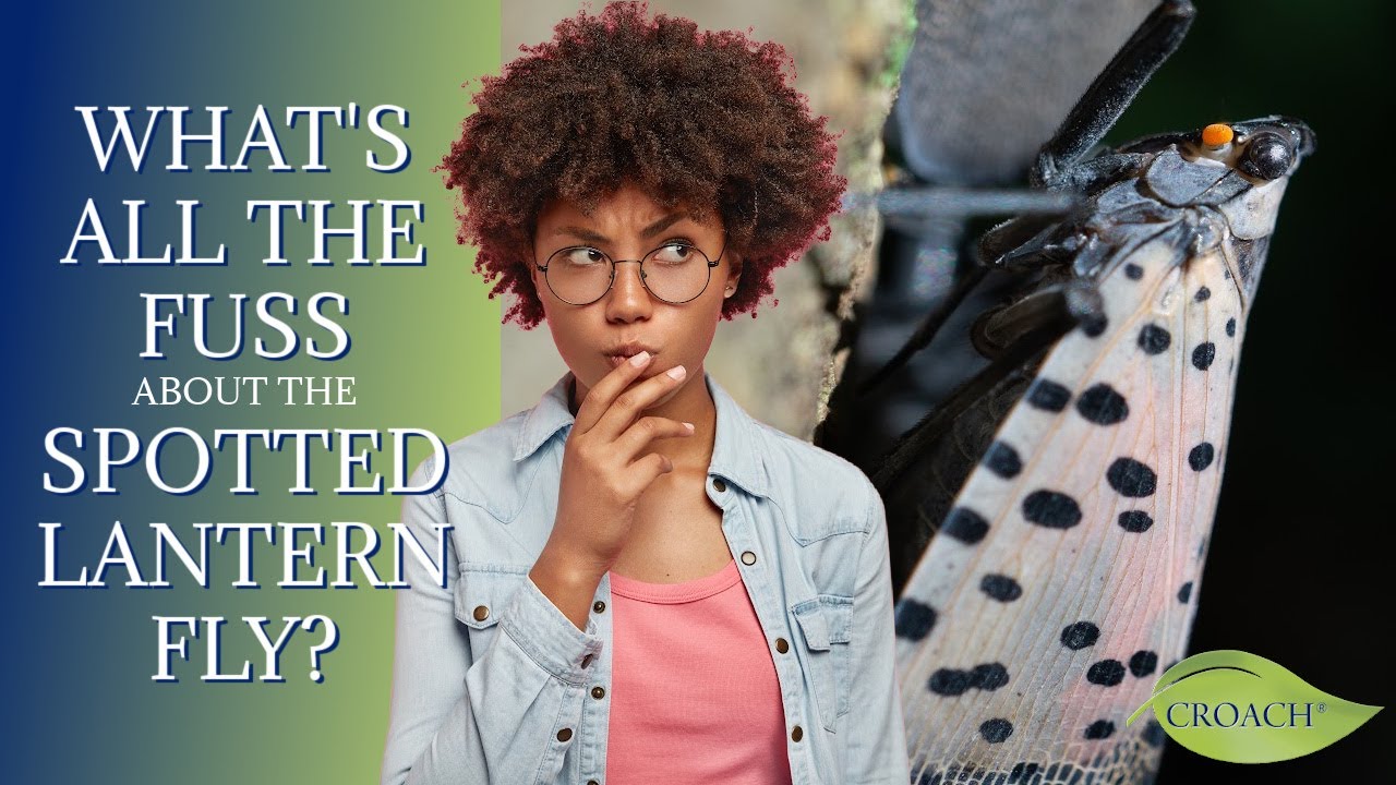 What's All the Fuss about the Spotted Lantern Fly? Croach® Pest
