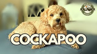 Cockapoo: Clever, Cute, and Cuddly