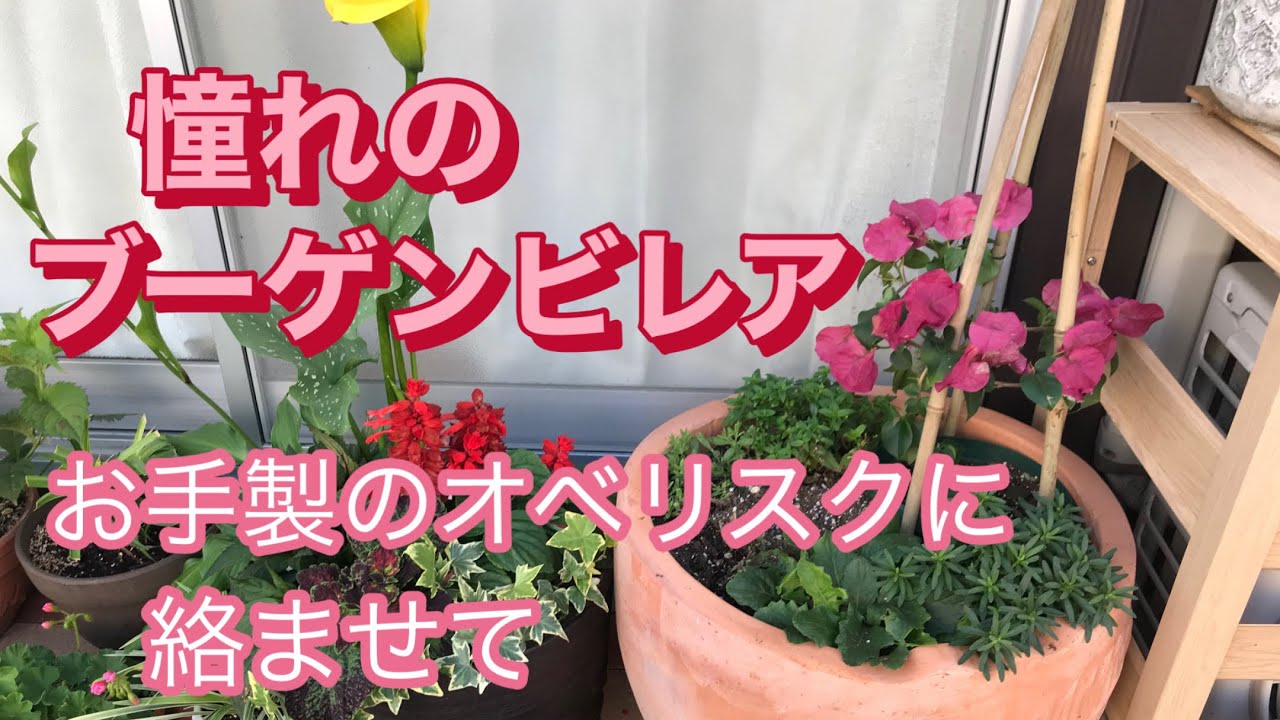 ブーゲンビレア】憧れのブーゲンビレアの植え付け - YouTube