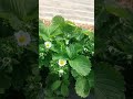 клубничка 🍓🍓🍓 #farming #україна #сад #2026 #garden #strawberry