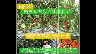 「所さん大変ですよ」で紹介されたトマト女の水耕栽培トマトはその後どれだけ生長している？