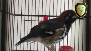 SIMAK! BEGINI KALO ANIS KEMBANG NGERIWIK KASAR MENJELANG NGEPLONG!!!