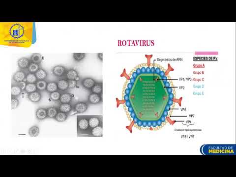 Vídeo: Tratamiento De La Infección Por Rotavirus Con Métodos Y Medios Alternativos