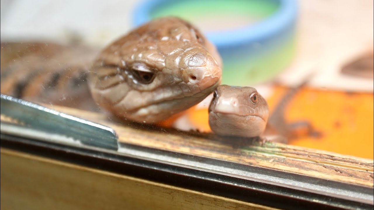 アオジタトカゲベビーの飼育管理方法