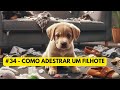 #34 Como adestrar um filhote