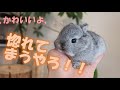 【かわいい、、惚れてしまう、、、】可愛すぎるネザーランドドワーフの赤ちゃん✨