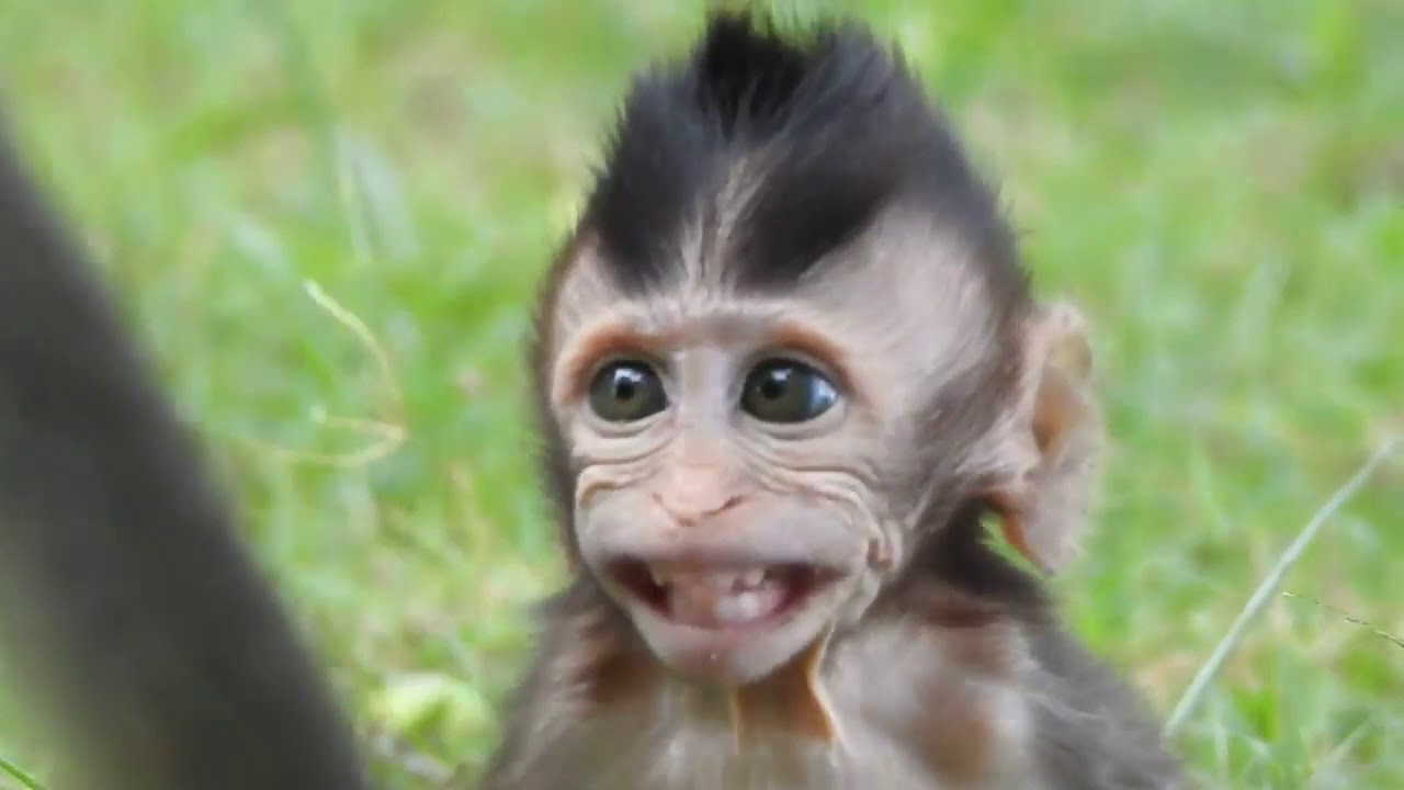 Adult Monkey Maltreat Baby So Hard , Pity Baby Cry ST1048 Mono Monkey