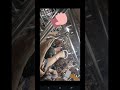 Ladies vs Ladies #mumbailocal #train #railwaycontent #railway #mumbai #ytshorts #yt #ytviral
