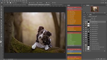 Photoshop Dog Portrait using the Fur Babies Actions by LSP image by Amanda Voller Dog Photographer 2