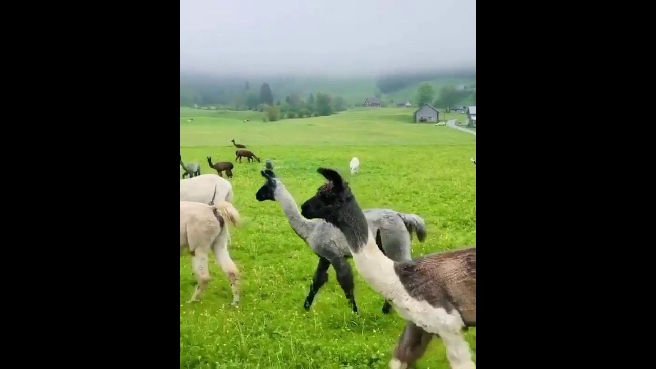Walking in the Swiss highlands with the Lama 💚🌿 