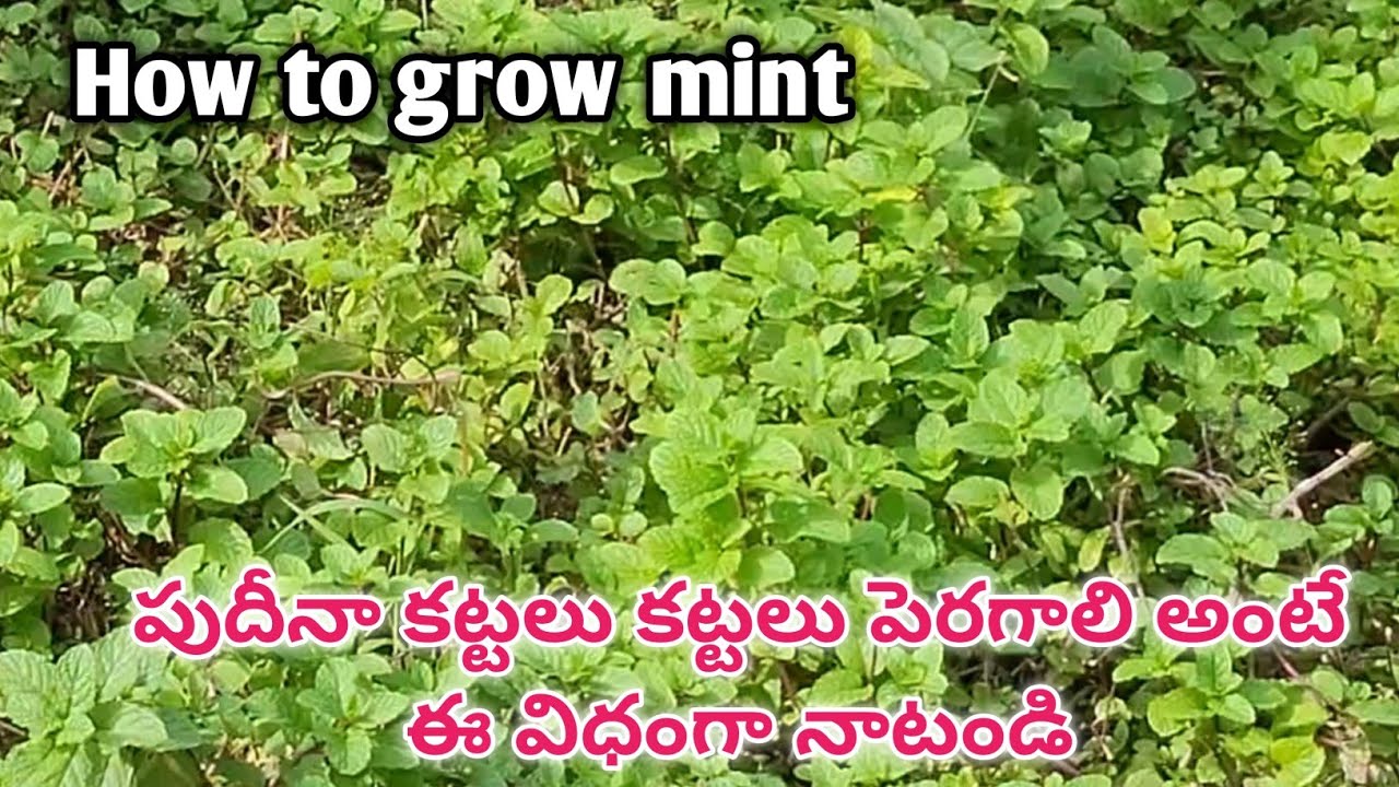 Mint Plant Name In Telugu Mint Plant Name In Telugu