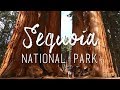 Sequoia National Park - Biggest trees in the world