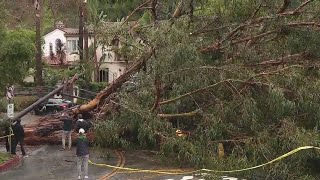 Large tree falls on power lines in Brentwood