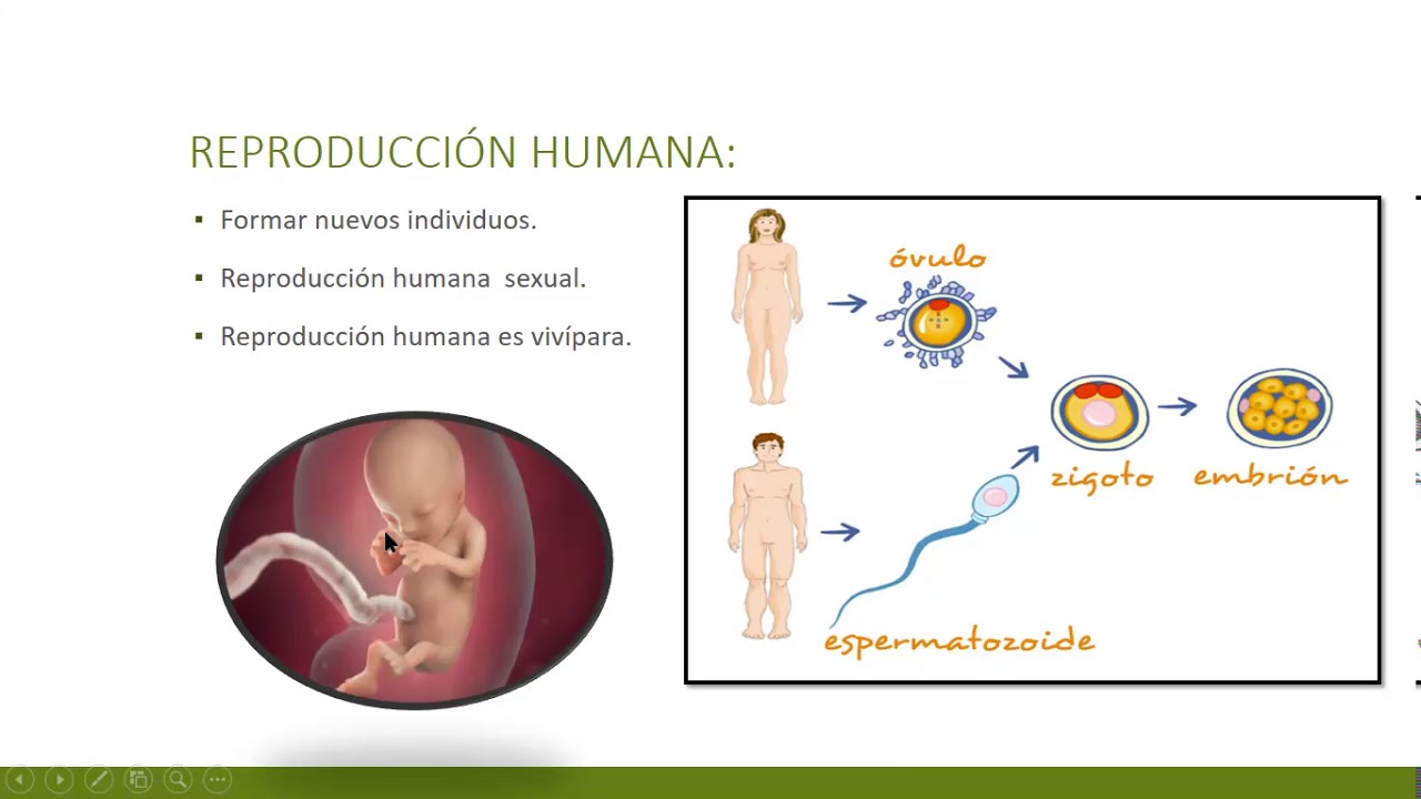 3p-funci-n-de-reproducci-n-en-el-ser-humano-youtube