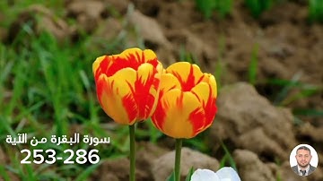 سورة البقرة من الآية 253-286