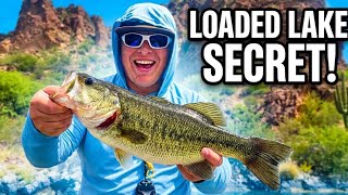 This Desert Lake Is Loaded With Bass - 60 Fish Day