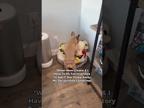 He worked hard on that one 🐑 ✂️ #dogsofyoutube #lambchop #dogtoys #frenchbulldog #comedy