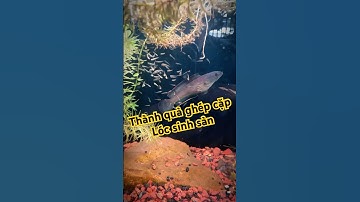 Ghép cặp Lóc Vây Xanh sinh sản thành công #bumfish #caloccanh #snakehead #channa