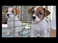 Feeding Puppies Jack Russell Terrier / Jack Russell Terrier puppies eating / funny puppies