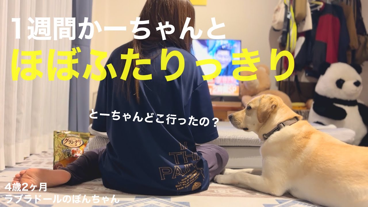 【ラブラドール#170】とーちゃんが出張続きでほぼかーちゃんとふたりで過ごす1週間★labrador retriever   ラブラドールレトリバー　日常　可愛い　癒し