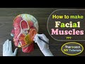 Making Facial Muscles 3d Styrofoam Carved Model