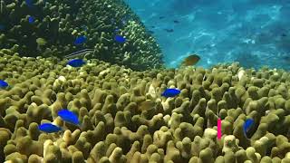 Snorkeling Ishigaki Island