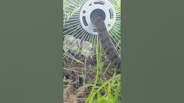Amazing Video Snake Trap #snake #trap #traps #snaketrap #animal #youtubeshorts #bigsnake