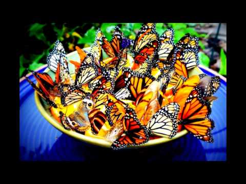 Video: Nejkrásnější Motýli Na Světě