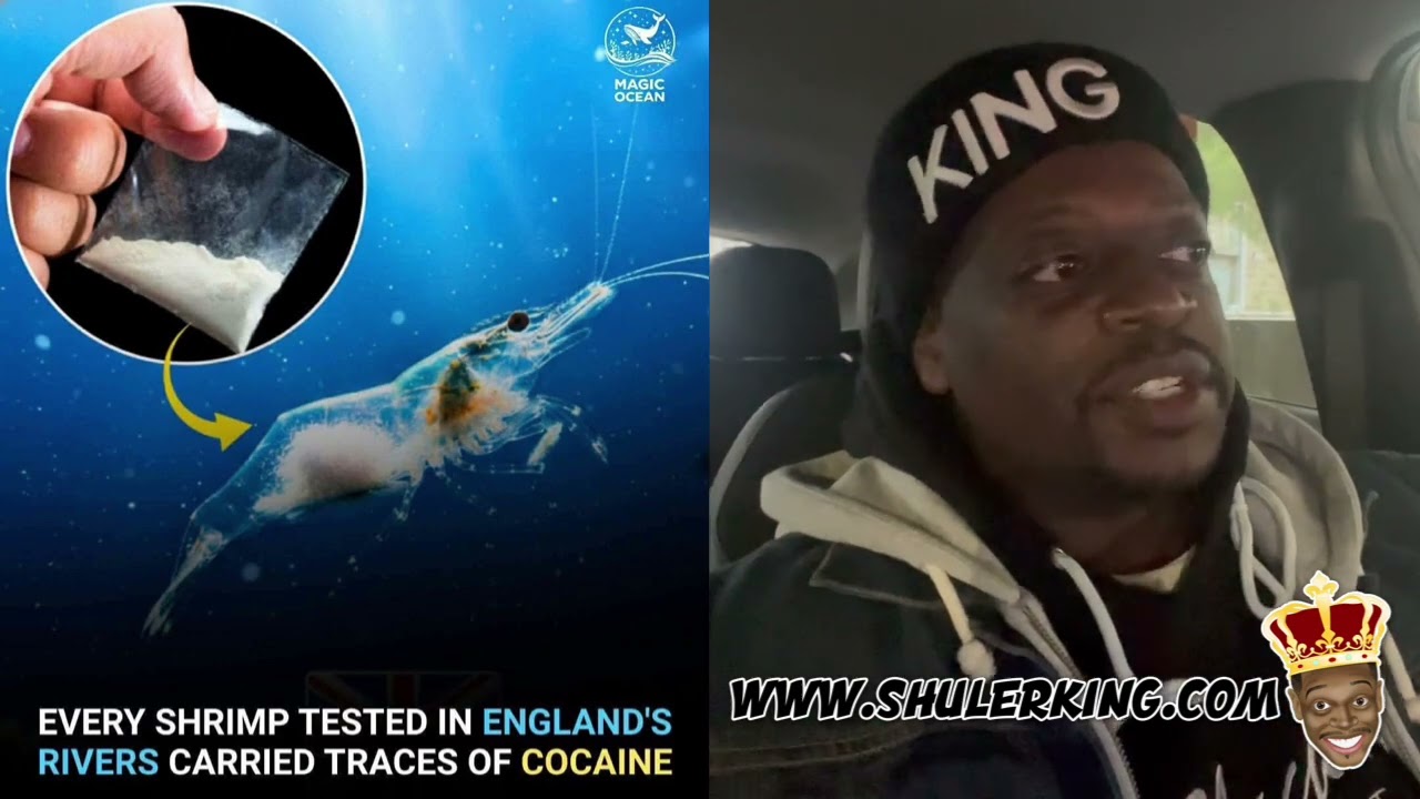 Королевские сахарные креветки Шулера