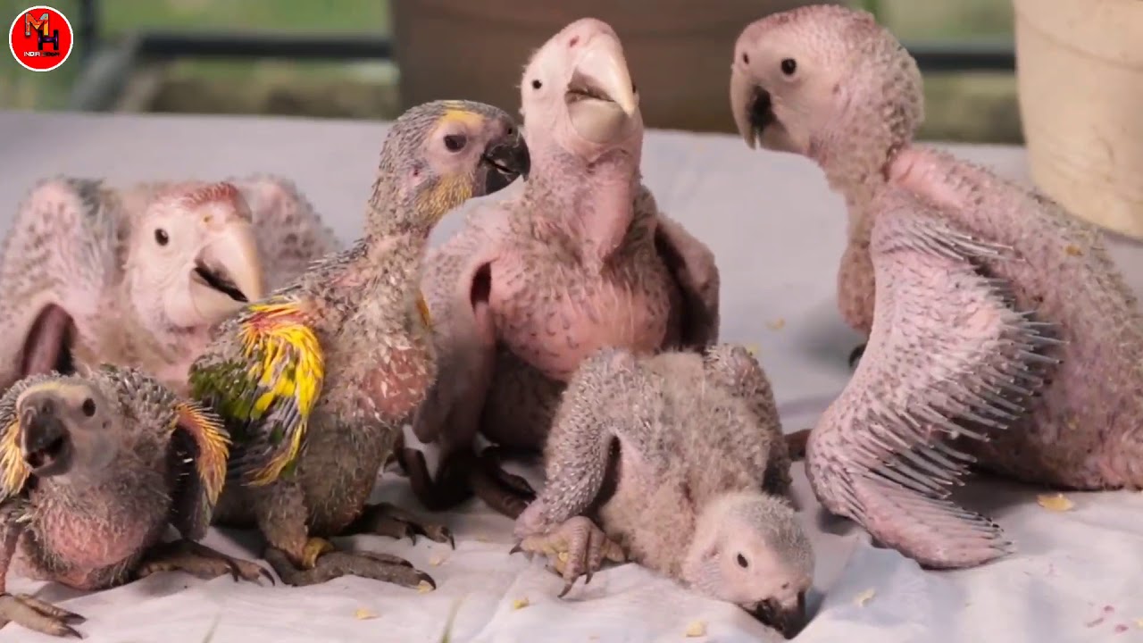 Parrot Baby Parrot Naughty Video YouTube