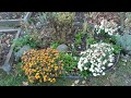 Photo of flowers and flower beds in the country garden in autumn