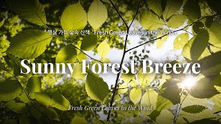 Sunny Forest Breeze 4hrs | Fresh Morning Music