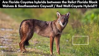 Are Coyotes in Florida Hybrids between the Relict Florida Black Wolves & Red Wolf-Coyote Hybrids??