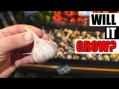 Can You Grow Garlic From the Store? Yes, and Here's How