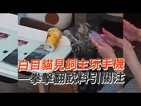 白目貓見飼主玩手機 一拳擊翻飲料引關注｜寵物動物｜貓咪｜搗蛋｜精選影片