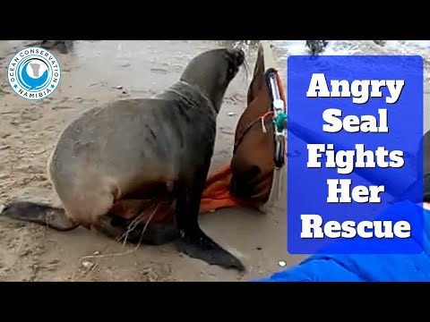 Angry Seal Fights